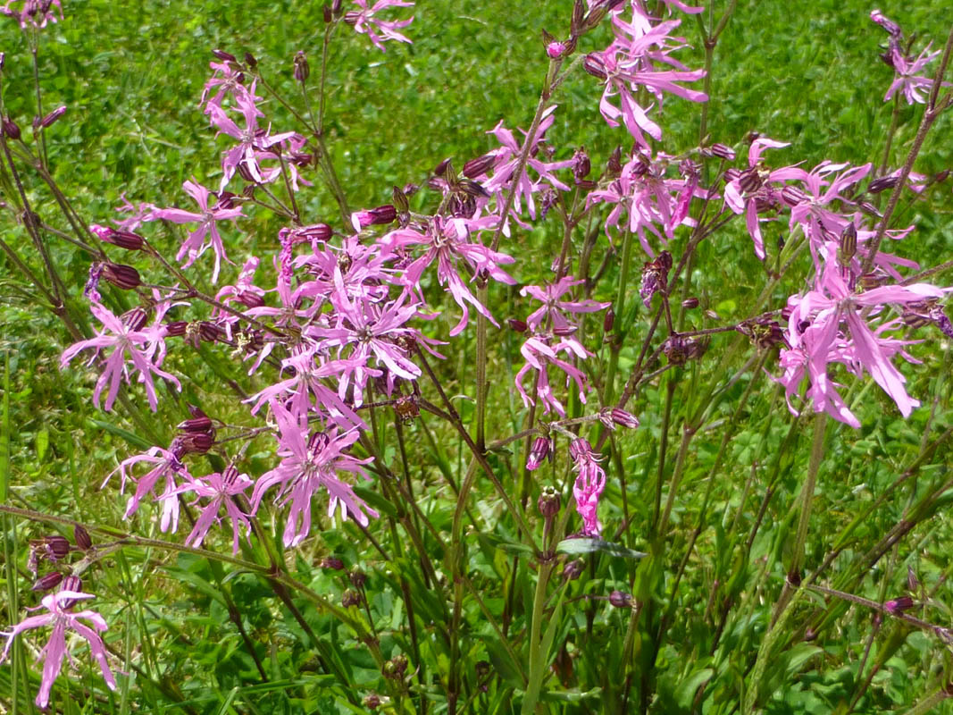 Lychnis flos-cuculi en fleurs dans une prairie marécageuse